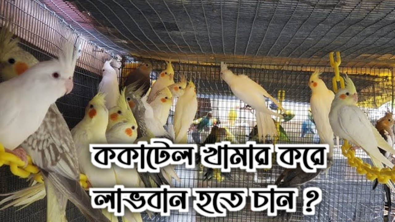 ককাটেল খামার। Kokatel firm. Kokatel khamar. ককাটেল প্রতিপালন।