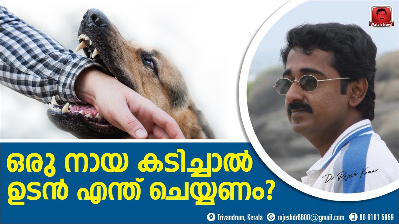 നിങ്ങളെ ഒരു നായ കടിച്ചാൽ ഉടൻ എന്ത് ചെയ്യണം ?