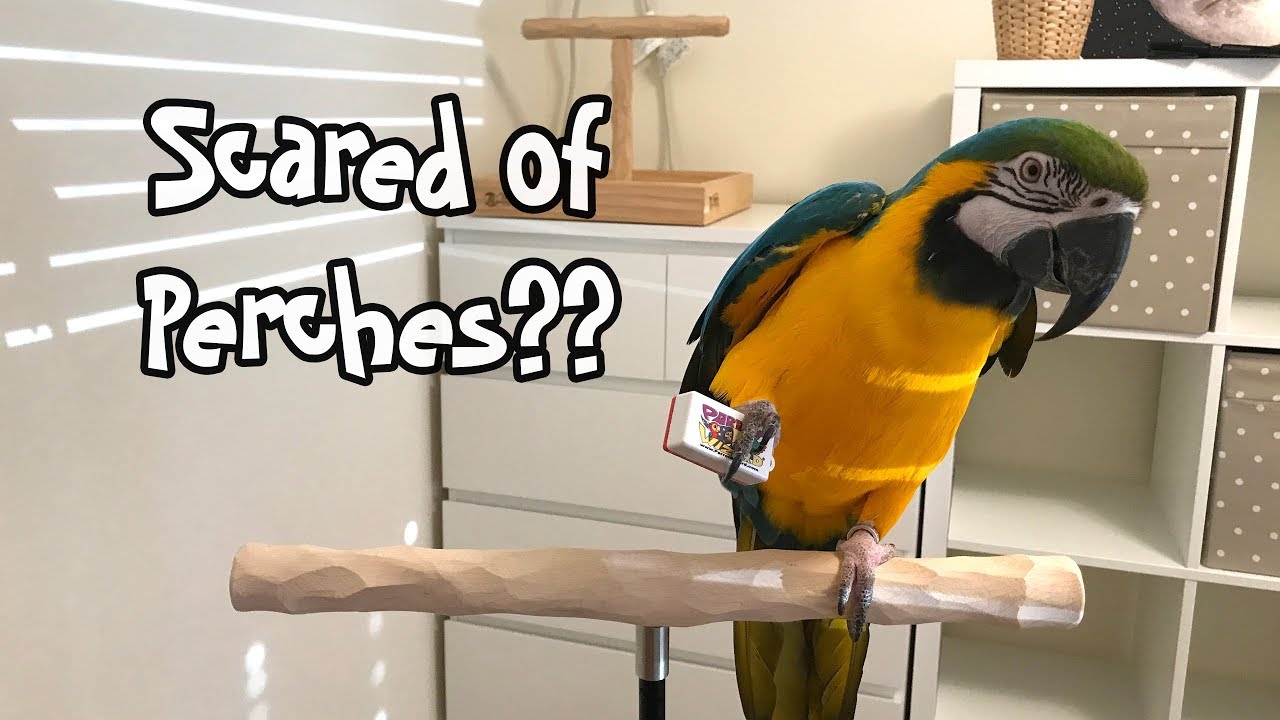 How to Get Parrot to Stop Being Afraid of Training Perch