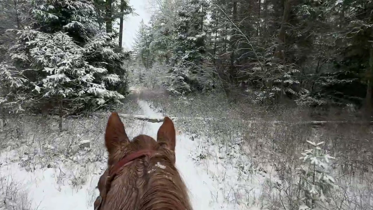 A Peaceful Winter Ride in the Woods | Snow on the Trail