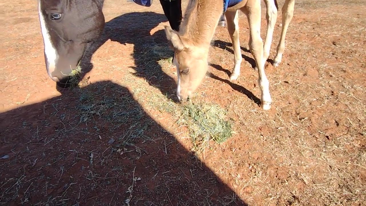 Mama Skye & Baby Luna Feeding