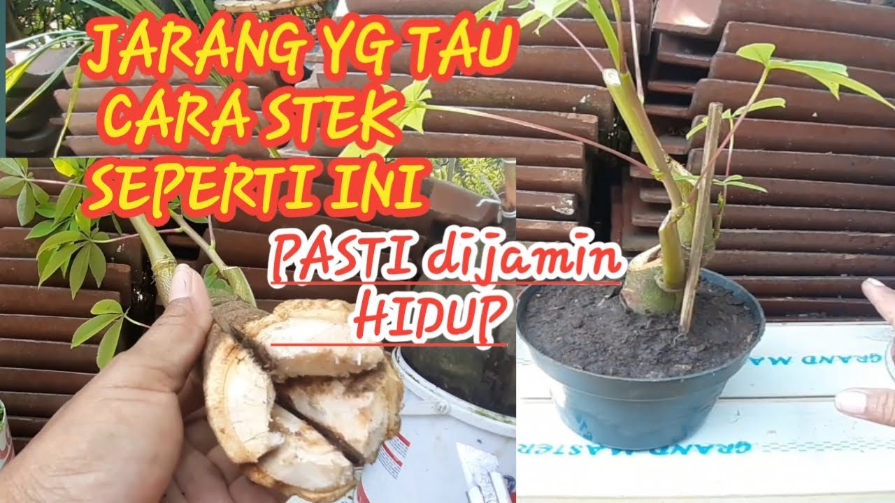 BONSAI RANDU DENGAN CARA STEK
