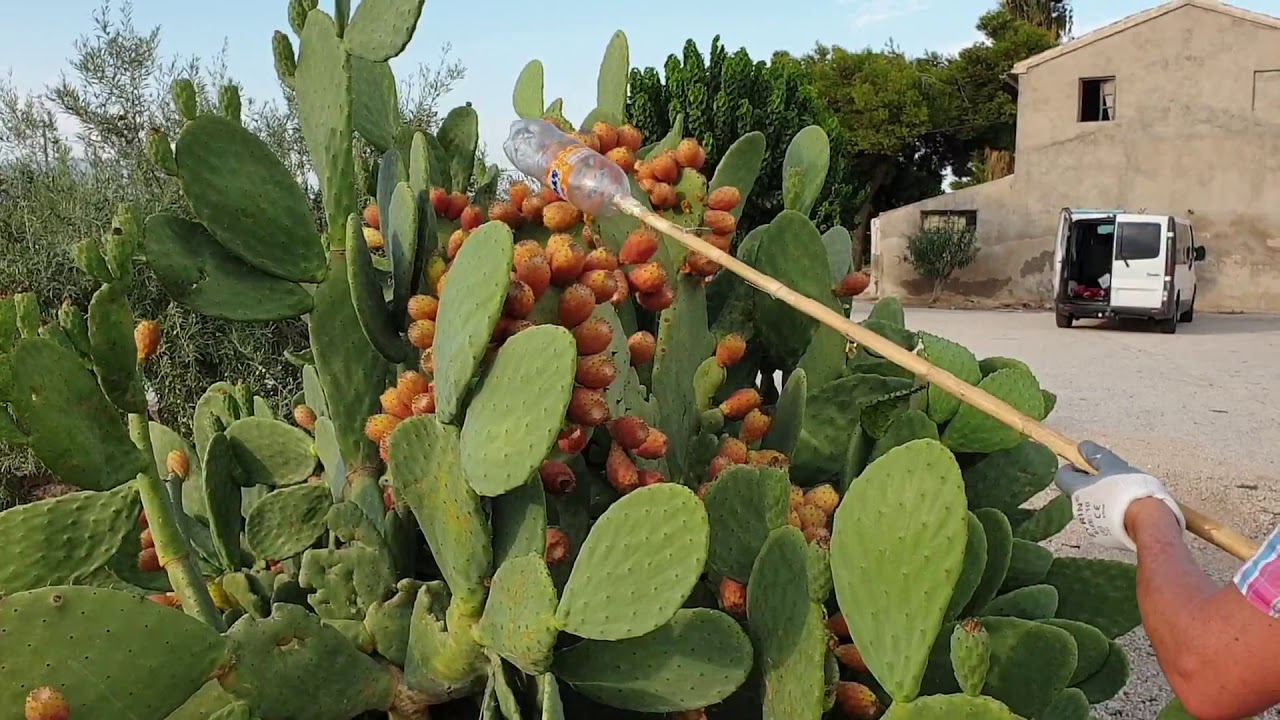 higos de pala 4