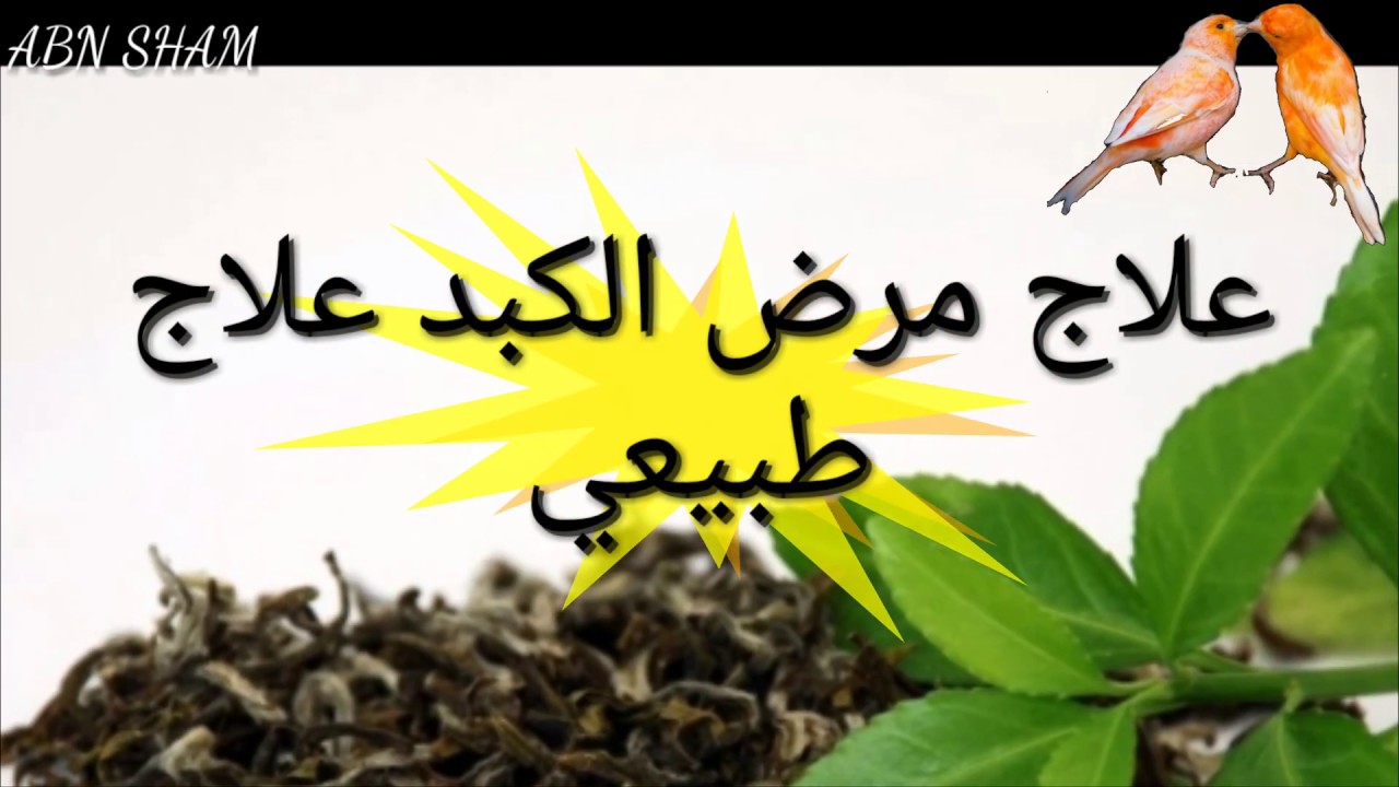 مرض الكبد عند الكناري والحسون والبادجي السر داخل الفيديو