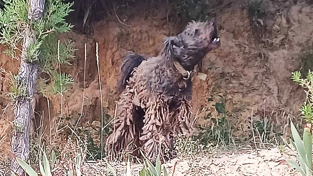 He Cried for Help – Dog Transformation