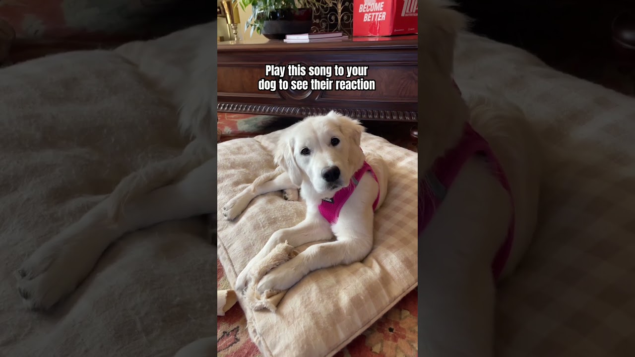 What Was Your Dogs Reaction? 🤔 #funnydogs #mydog