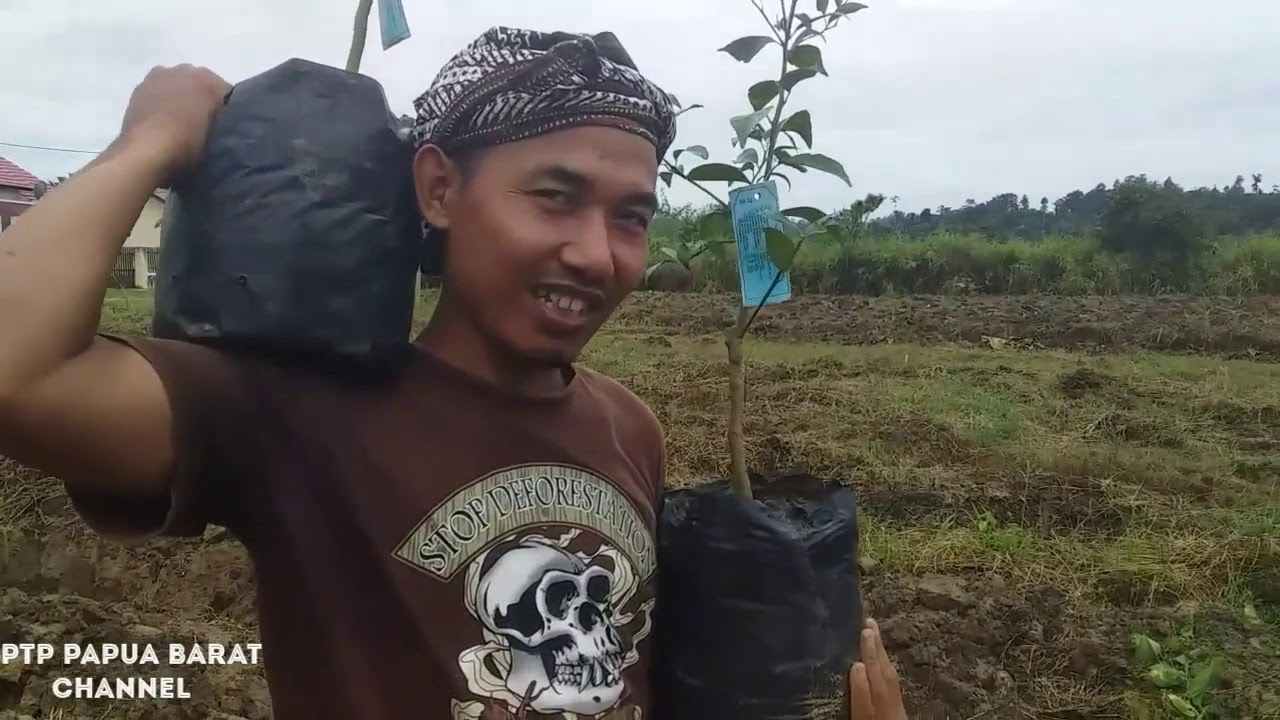 CARA PENANAMAN JERUK YANG BENAR (SIAM PONTIANAK)