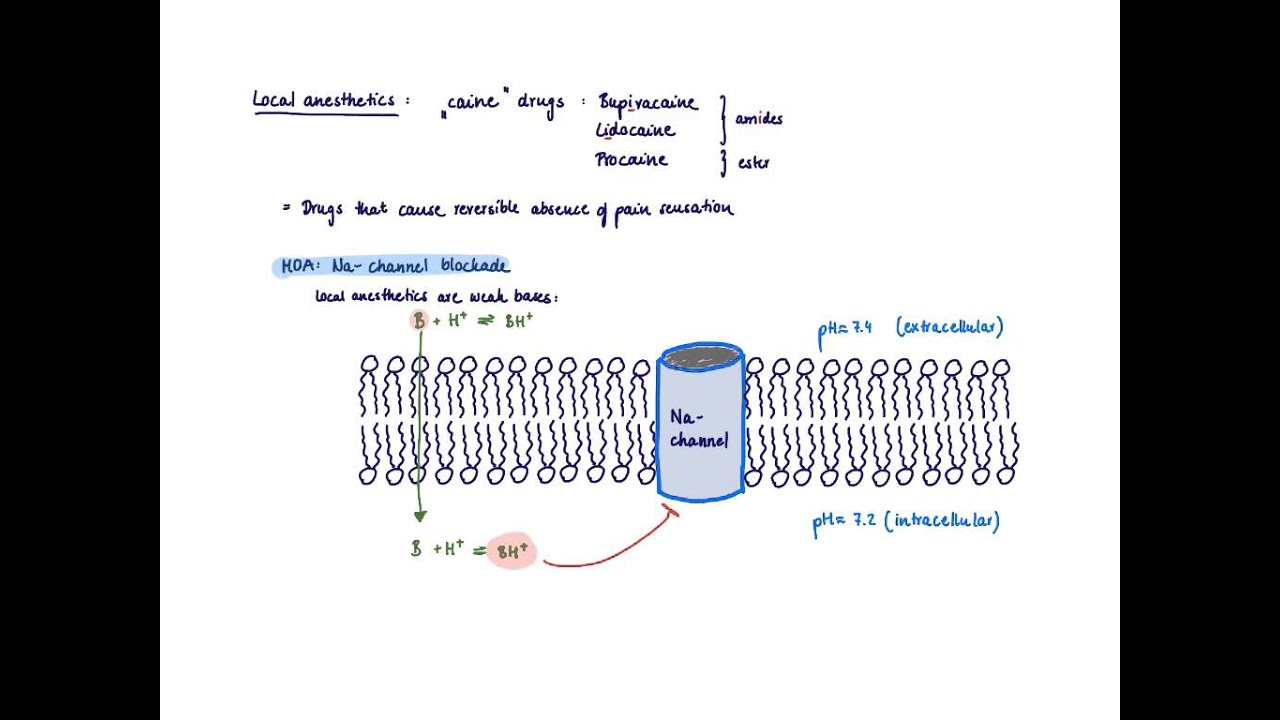 Brandl's Basics: Mechanism of action of local anesthetics