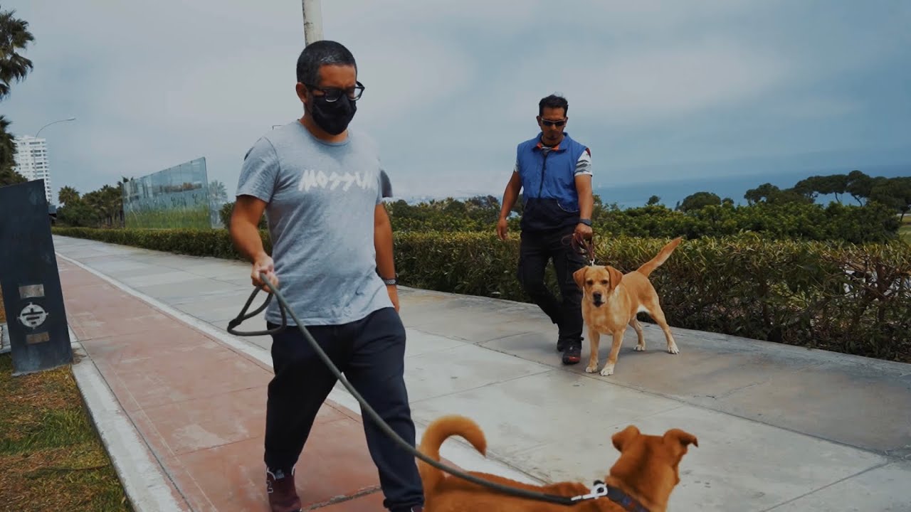 Modificación de conducta en perros