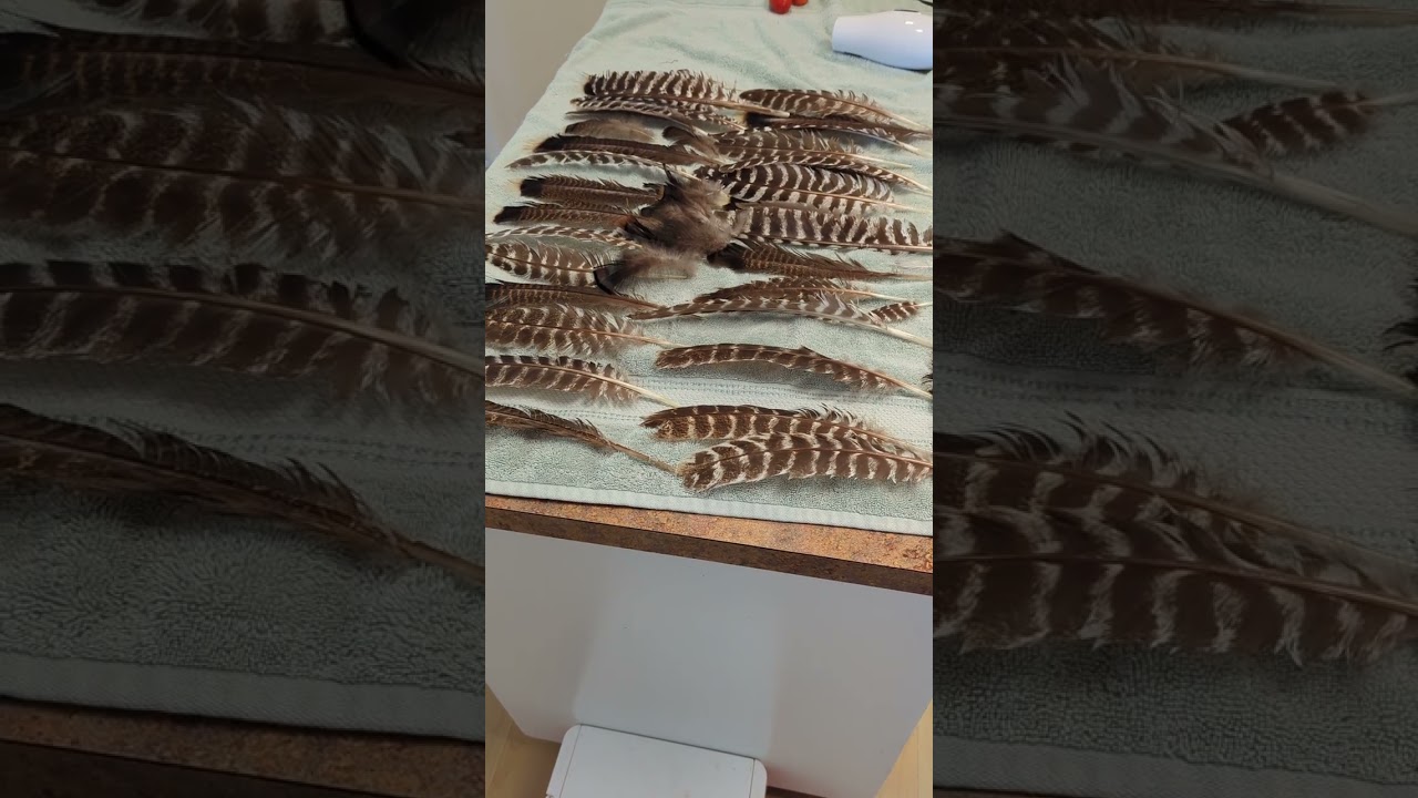 Cleaning Turkey feathers