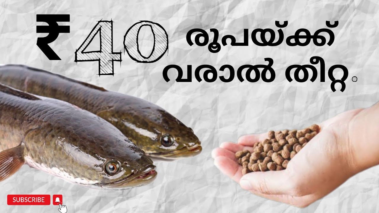 വരാൽ മത്സ്യത്തിന് തീറ്റവീട്ടിൽ നിർമ്മിക്കാം കിലോയ്ക്ക് 40 രൂപയിൽ താഴെ