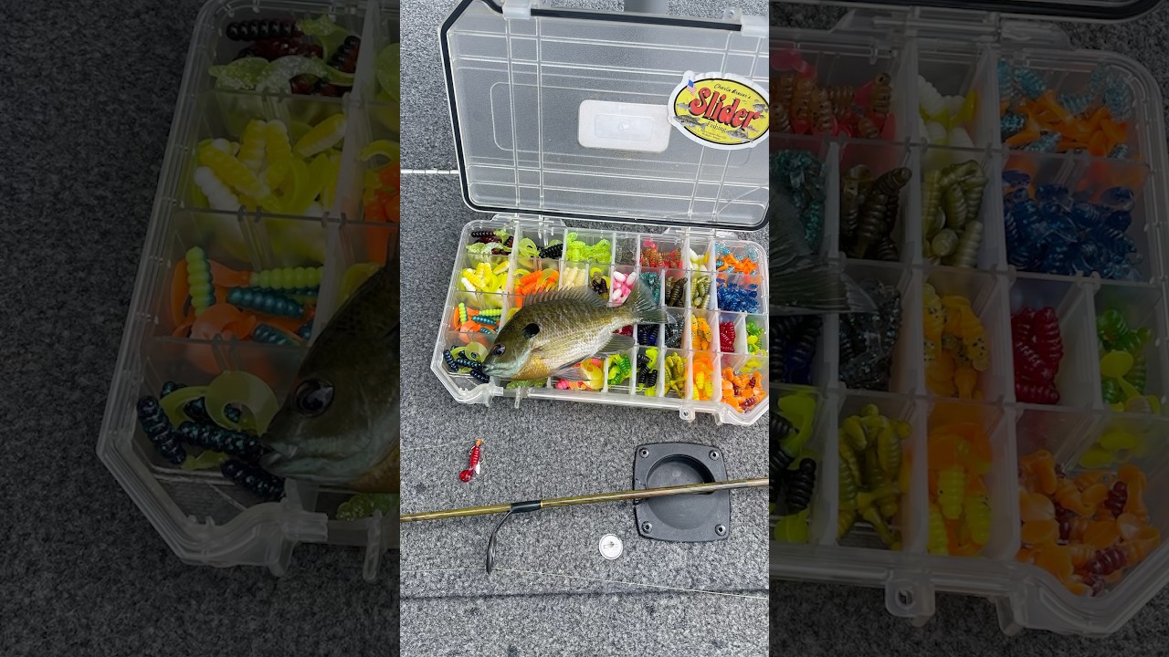 Charlie Brewer Slider 1&rdquo; Grub #finessefishing #bass #panfishing