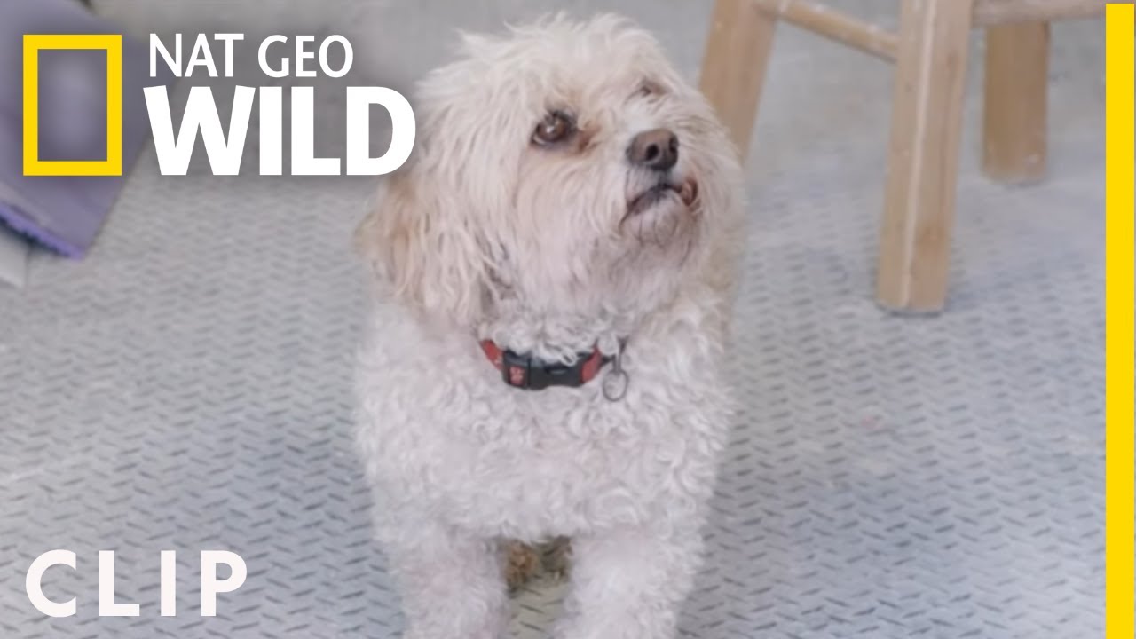 Derrick Creates Two New Leg Braces | Wizard of Paws