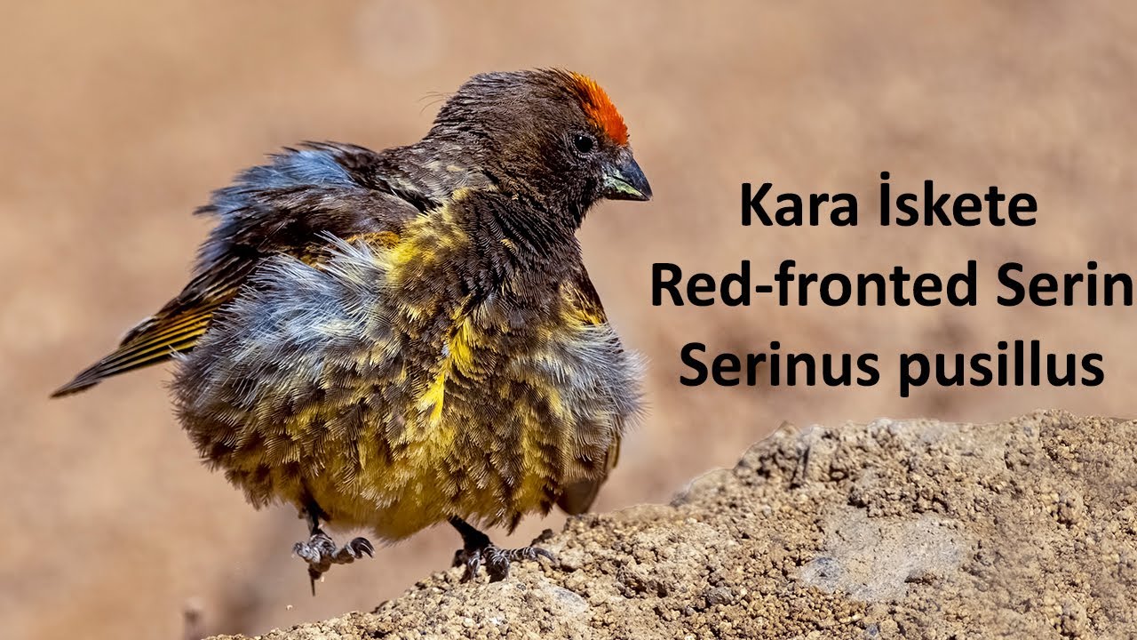 #Kara_iskete   #Red_fronted_Serin   #Serinus_pusillus #xh2s #fujifilm_150_600mm #Review #birds