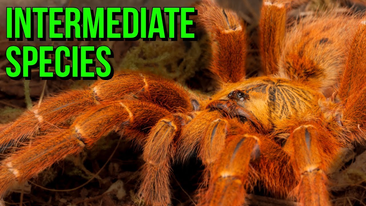 Unlocking the Secrets of Intermediate Tarantulas! Top 10 Species!