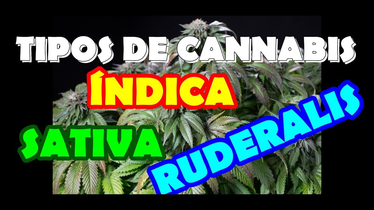 Principales tipos de cannabis que existen - marihuana &iacute;ndica, sativa, ruderalis