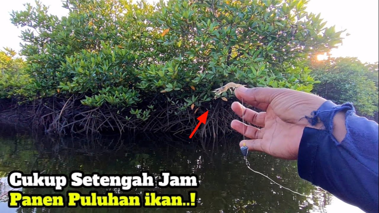 CUKUP SETENGAH JAM..!! Mancing Di Spot Pintu Tambak Jebol Hasilnya Bikin Bahagia