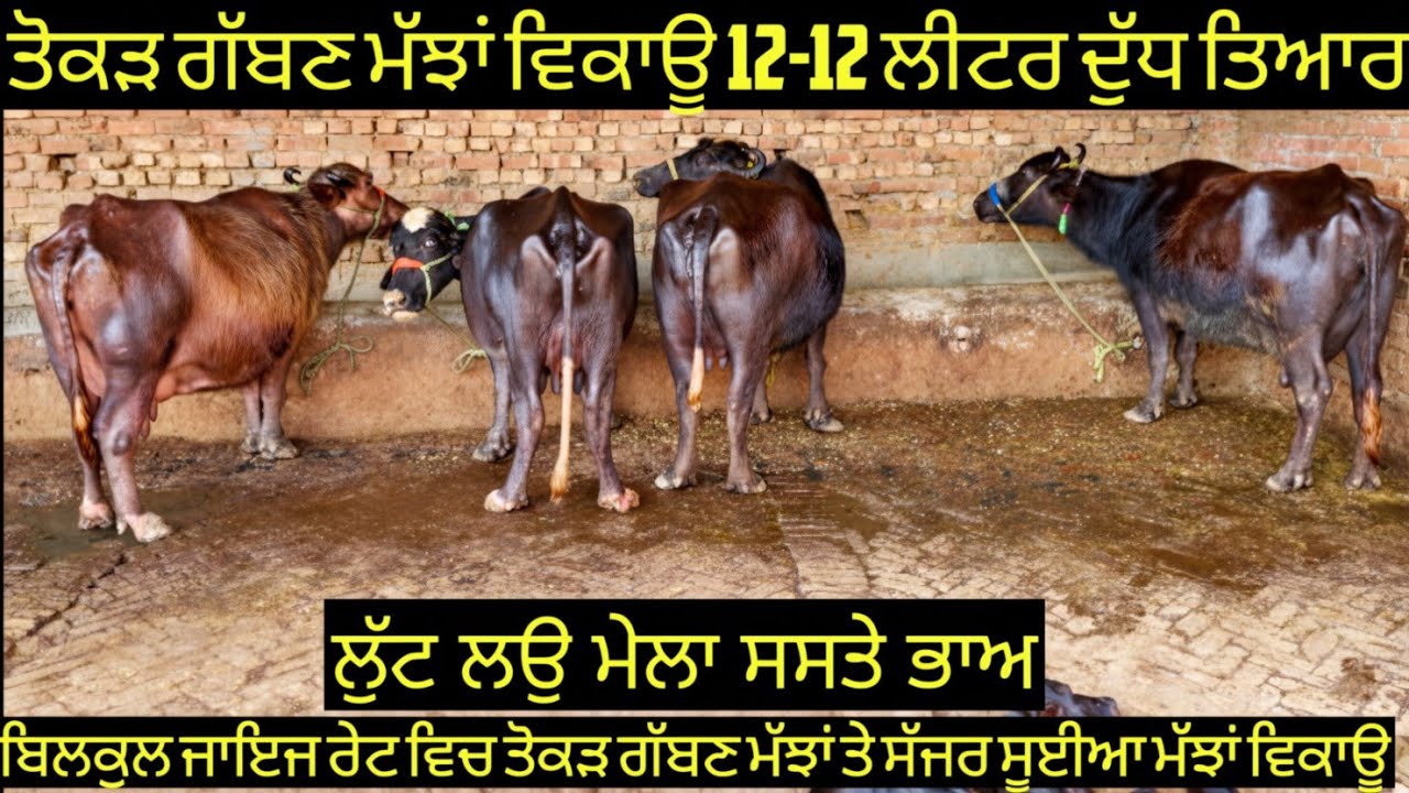 #ਤੋਕੜ ਗੱਬਣ ਮੱਝਾਂ #ਸੱਜਰ ਸੂਈਆ ਮੱਝਾਂ ਵਿਕਾਊ 7 animals for sale #best #qulity #bufflo #cow #viralvideo 