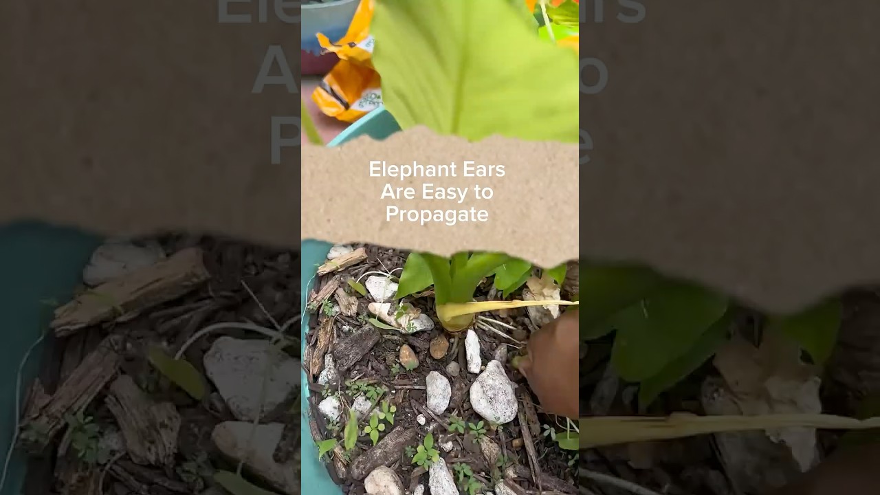 Viral Plant Hack: #Propagate Elephant Ears Like a PRO! Free Plants for Years to Come #gardening #diy