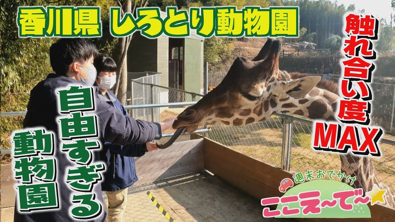 【ゴジカル！】週末おでかけ！ここえ～で～★・しろとり動物園（香川県）