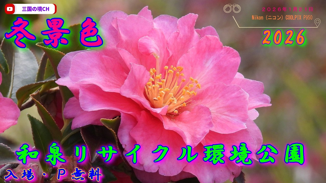 【2026年】和泉リサイクル環境公園｜梅・水仙と菜の花など冬景色（1月21日撮影）