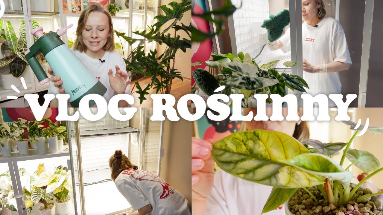 VLOG ROŚLINNY 🌱 / Haul zakupowy / Jak wyposażyć witrynę? / Przenawożenie alokazji / Oprysk roślin