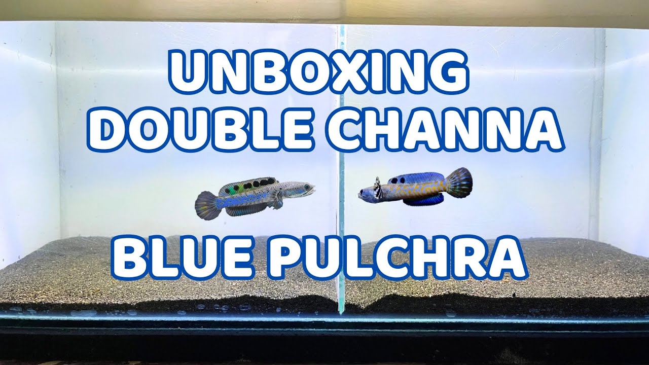UNBOXING DOUBLE CHANNA PULCRHA || Bahan Kontes 7-8cm Tips and Trick