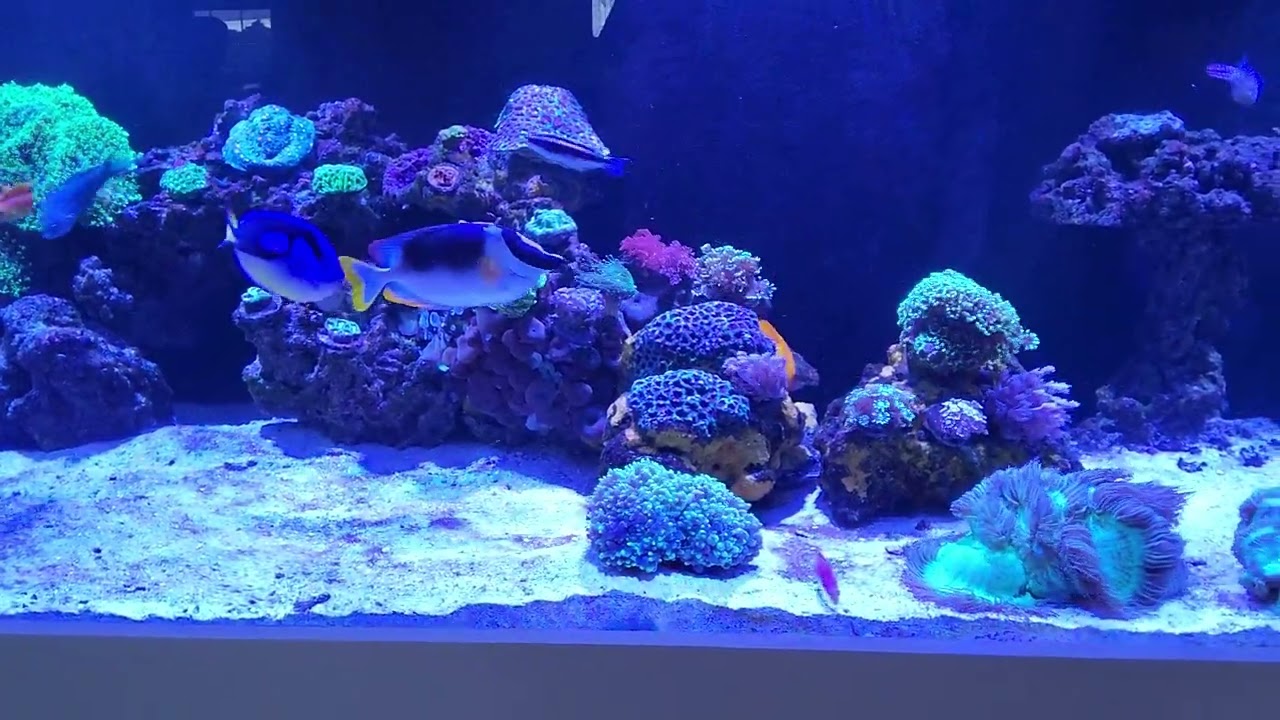 Planet Aquarium 220 gallon