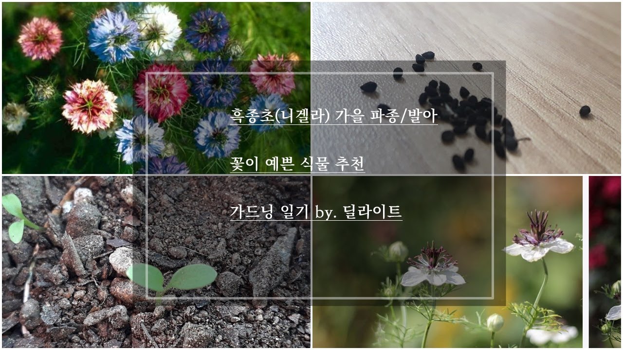 [가드닝일기] 흑종초(니겔라) 발아했어요 / 페르시안의 보석