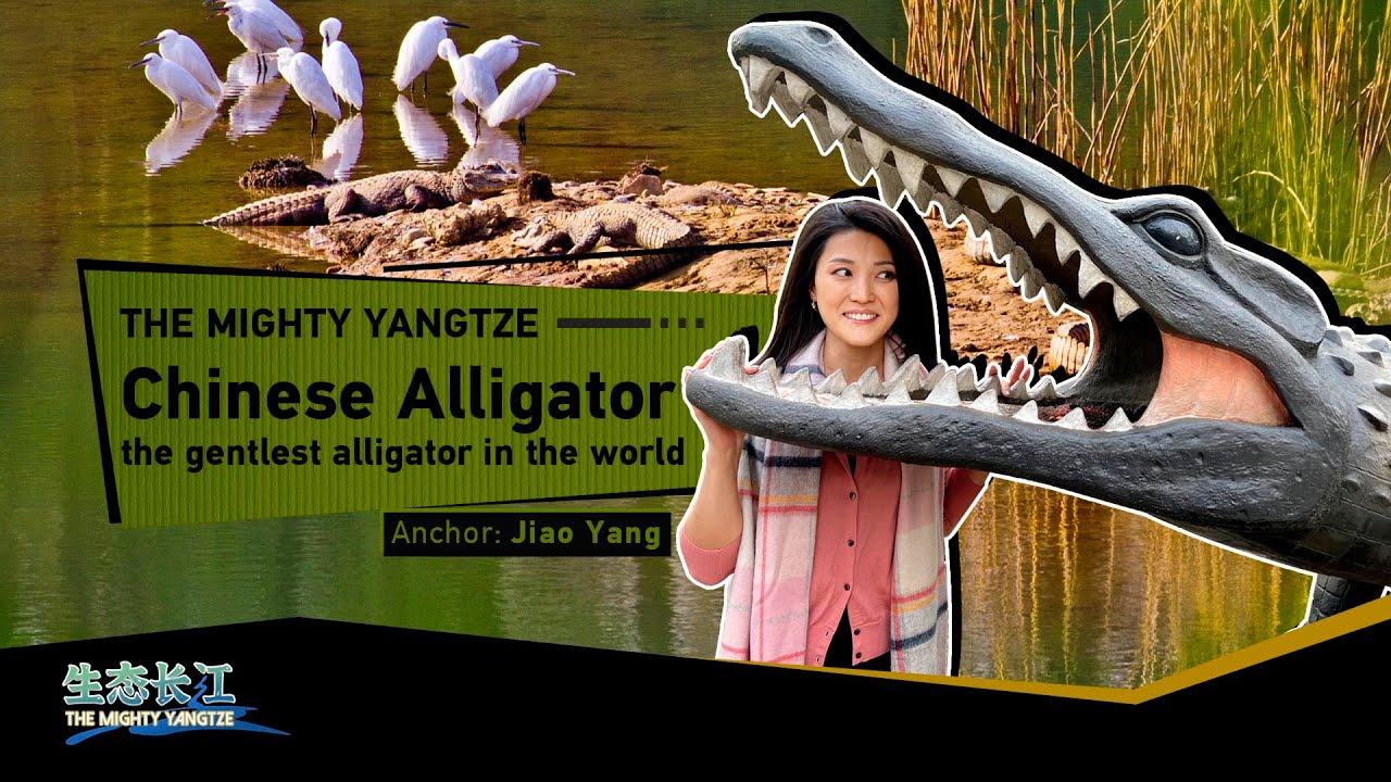 Live: Discover the Chinese alligator, the gentlest alligator in the world