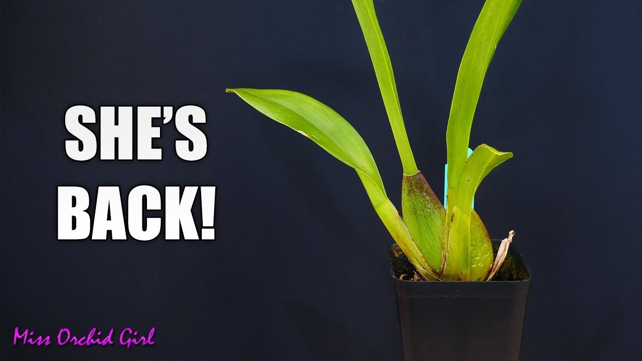 The Orchid that started it all - Beallara Smile Eri (Story Time)