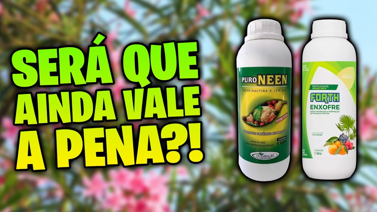 ✅ ENXOFRE E ÓLEO DE NEEM Esses produtos ainda dão resultado em ROSAS DO DESERTO