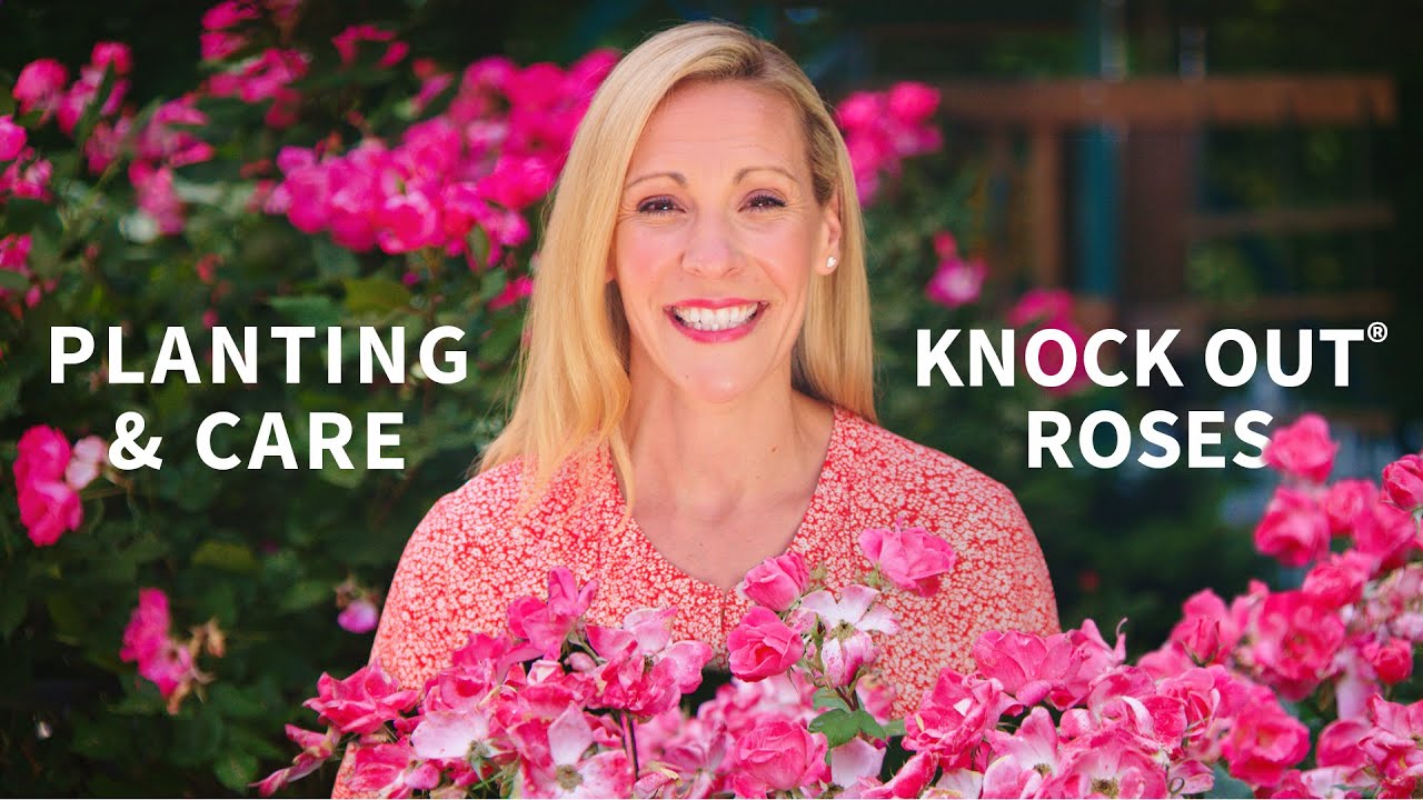 Knock Out&reg; Roses | Planting & Care
