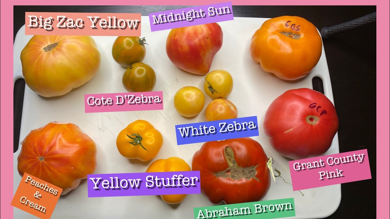 Tomato Taste Test and Review/which one is the winner