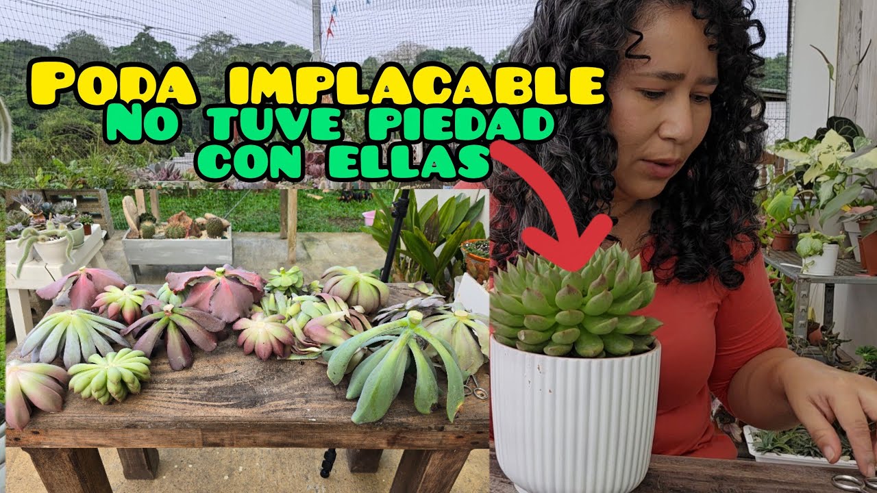Poda implacable de suculentas / Renovación de raíces en mis suculentas 