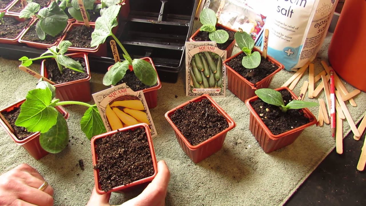 How and When to Seed Start Zucchini & Squash Indoors: Warm Weather - The Rusted Garden 2014