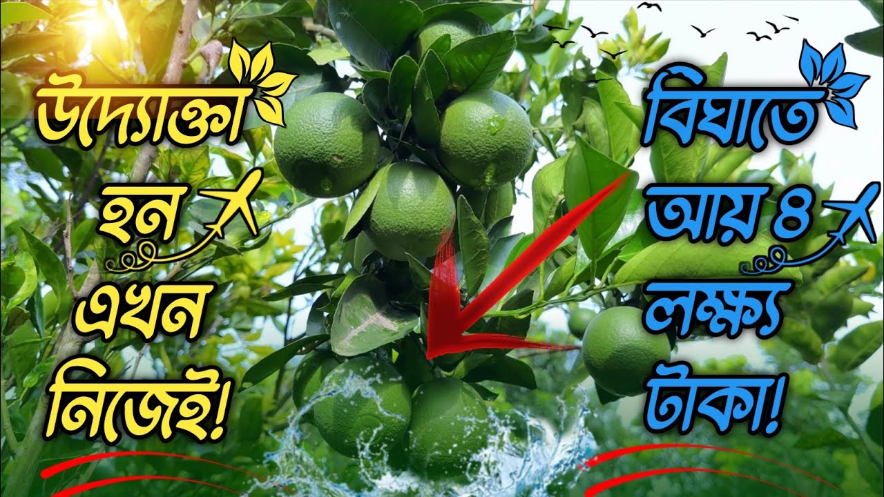 মাল্টা চাষ করে কীভাবে সফল হবেন?🍊বারি-১মাল্টা! বেকারত্ব দূরীকরণ | Malta Garden.