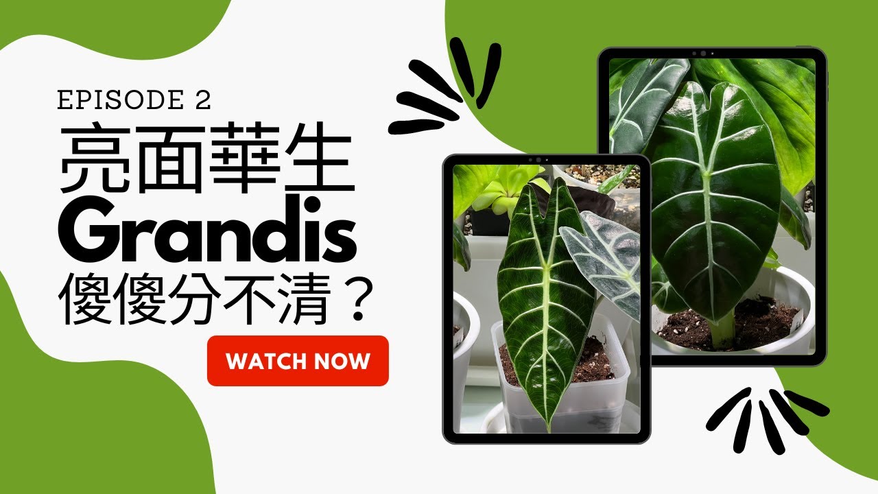 [CC字幕] 不做功課亂買植物的後果。亮面華生、Grandis 傻傻分不清？ | 小室哲栽 | 假日農夫 EP2 | Watsoniana Glossy, Longiloba Grandis