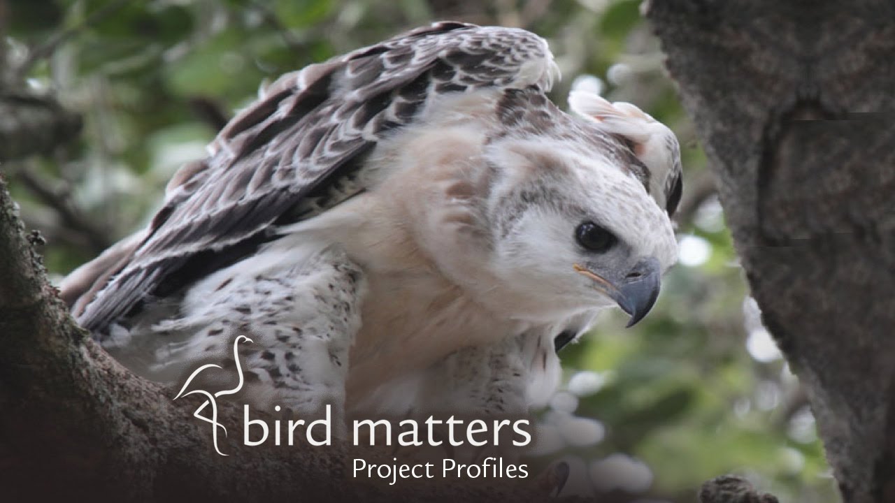 Mpumalanga's African Crowned Eagle Project / Bird Matters Project Profile