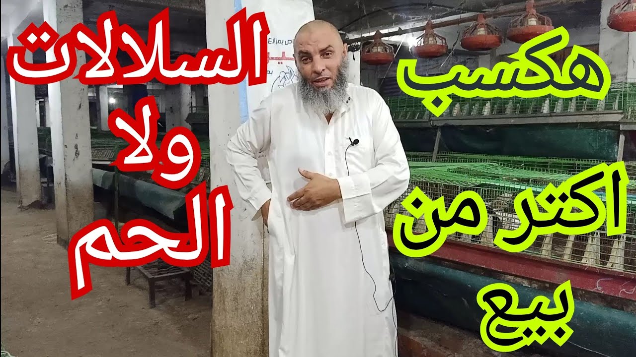 دراسه جدوى ايه اللي بيكسب اكثر السلاله ولا لحم الارنب