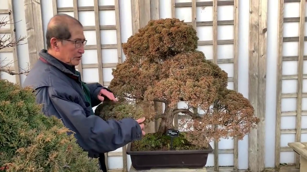 Big Bonsai