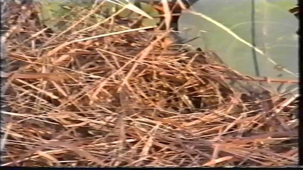 Waterholes and Finches in NT and WA - Ray Ackroyd