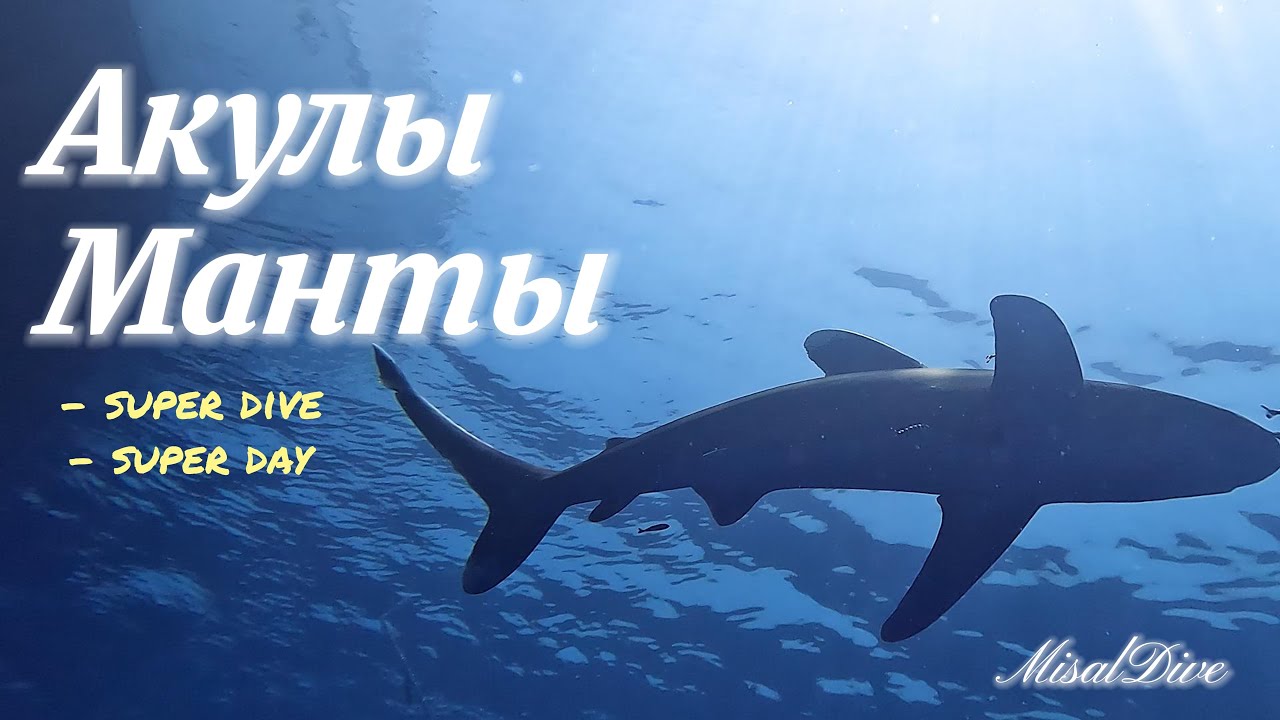Акулы, Манты Риф Дедалус, Красное море, Daedalus Reef Июнь 2024