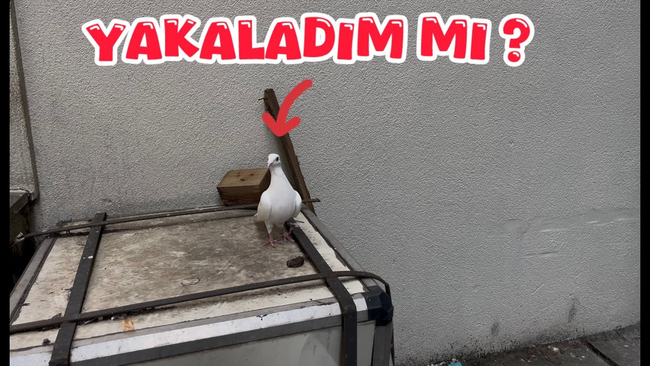 KAÇAK BEYAZ VAR ( ALACA VE BEYAZIN YAVRUSU YAKALADIM MI )
