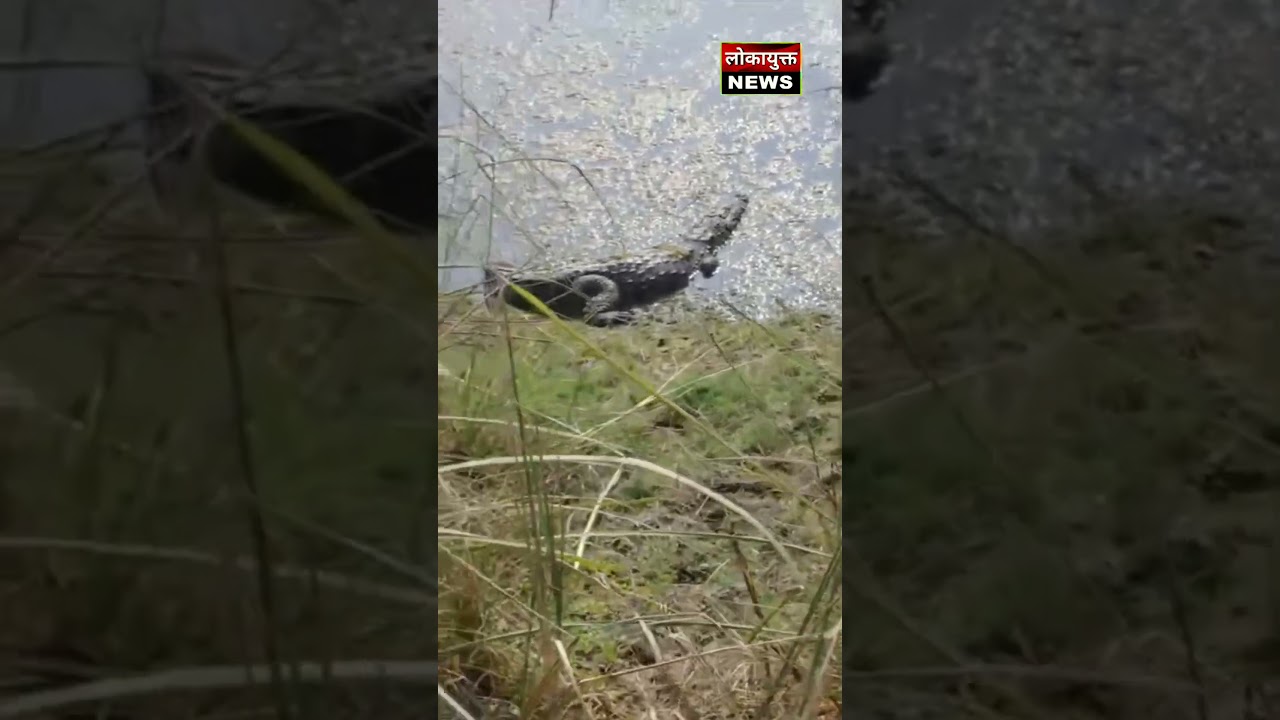 #Badaun #BreakingNews #Ujhani #KachhlaGhat #MuggerCrocodile #ForestDepartment #UPNews #shorts #up