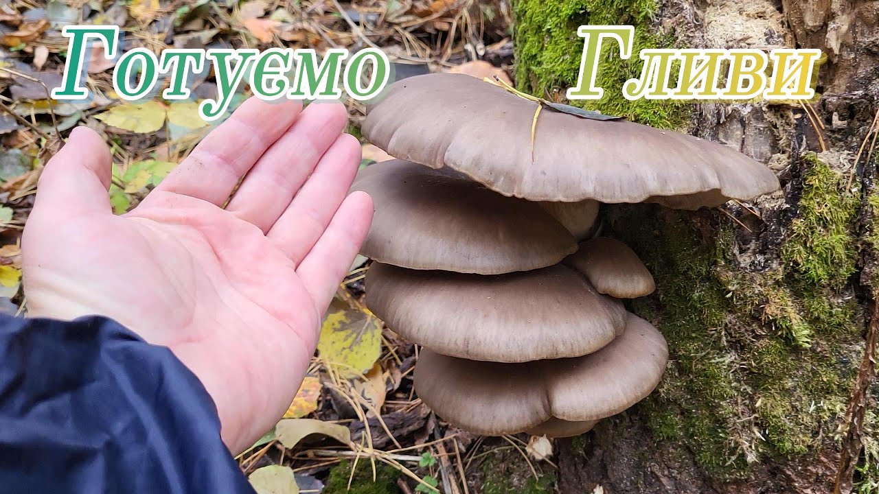 Готуємо гливи!