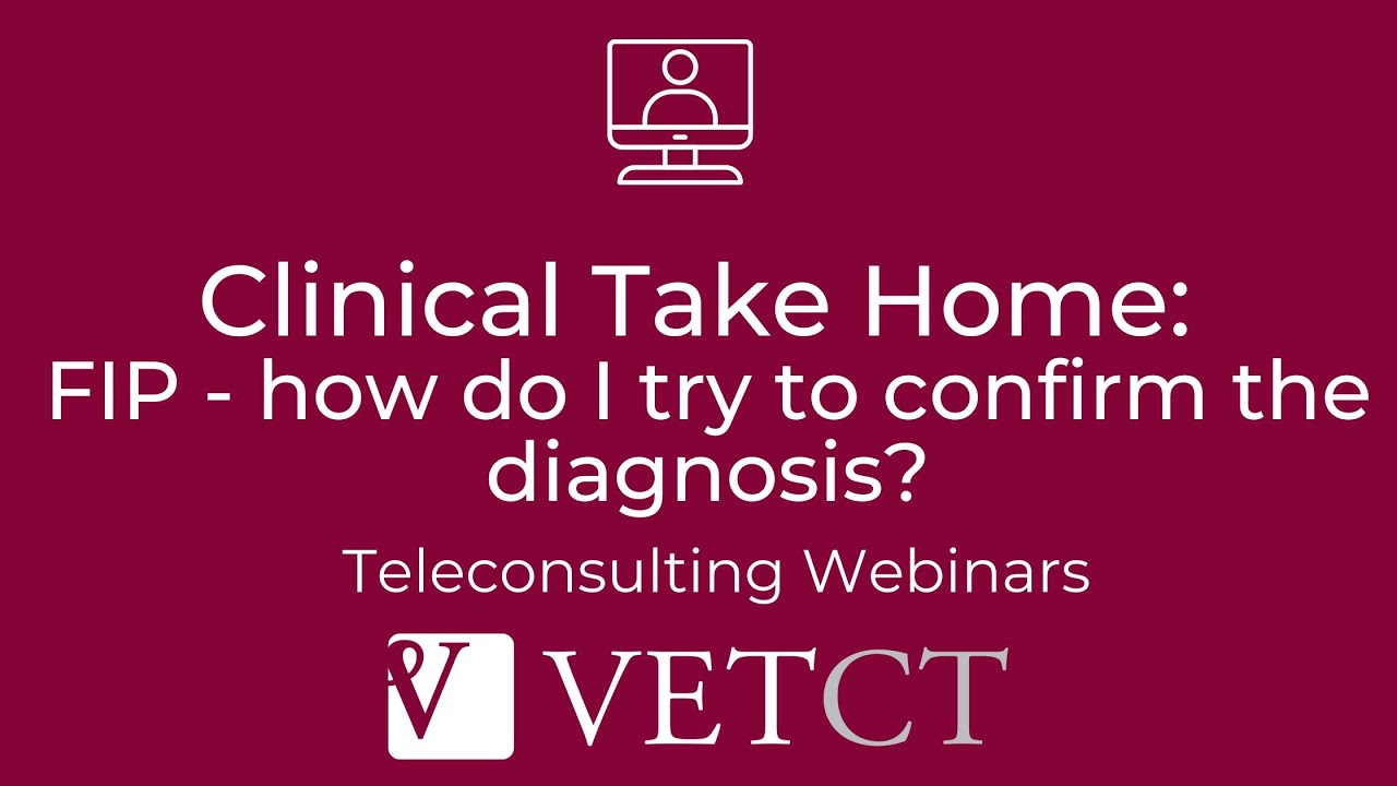 Clinical Take Home: FIP - how do I try to confirm the diagnosis? with Dr. Kate Murphy