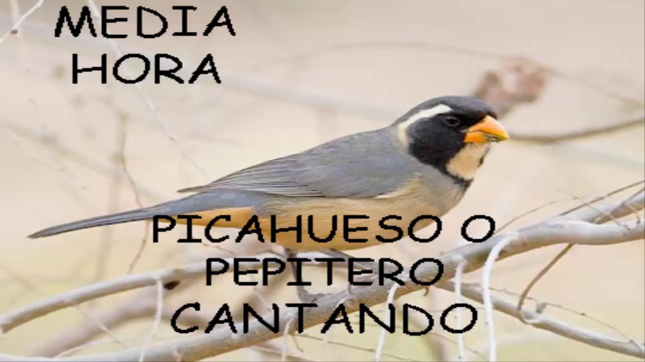 Descargar CD De Pica Hueso O Pepitero Cantando