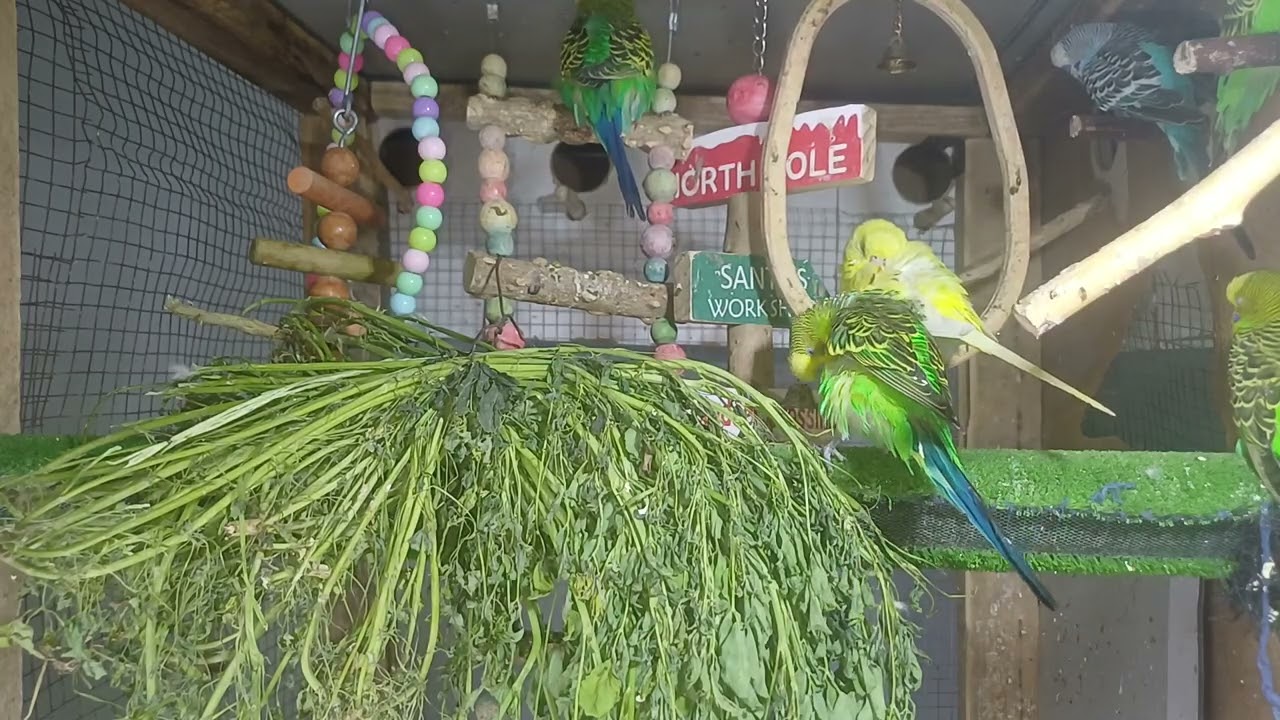 This Parrot Broke the Internet!