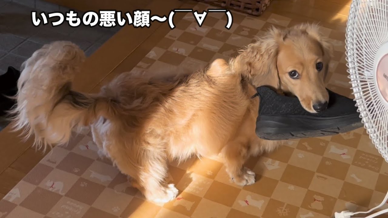 母に文句を言う犬がこちらです（ミニチュアダックス）（ダックスフンド）